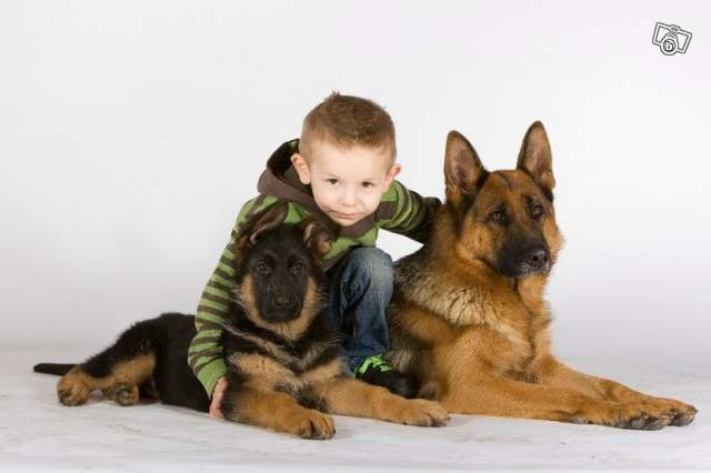 Photos Royal Canin 