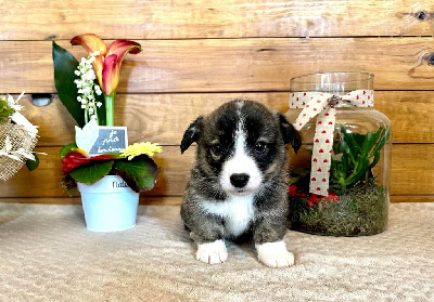 CHIOT 1