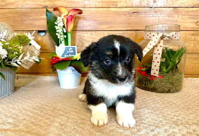 CHIOT 4