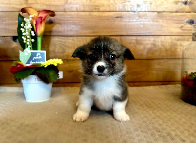 CHIOT 6