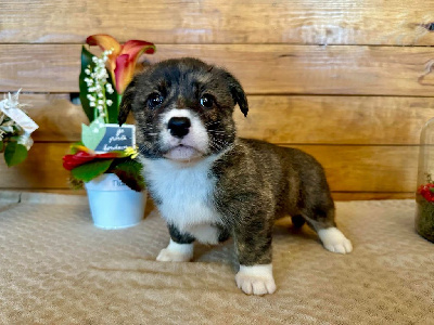 CHIOT 7