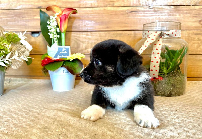 CHIOT 5