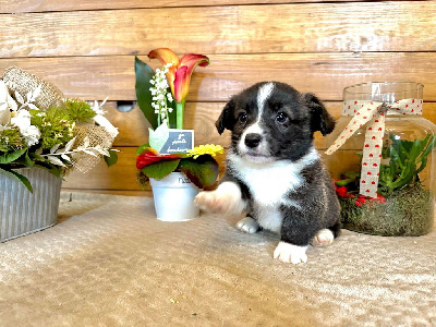 CHIOT 3